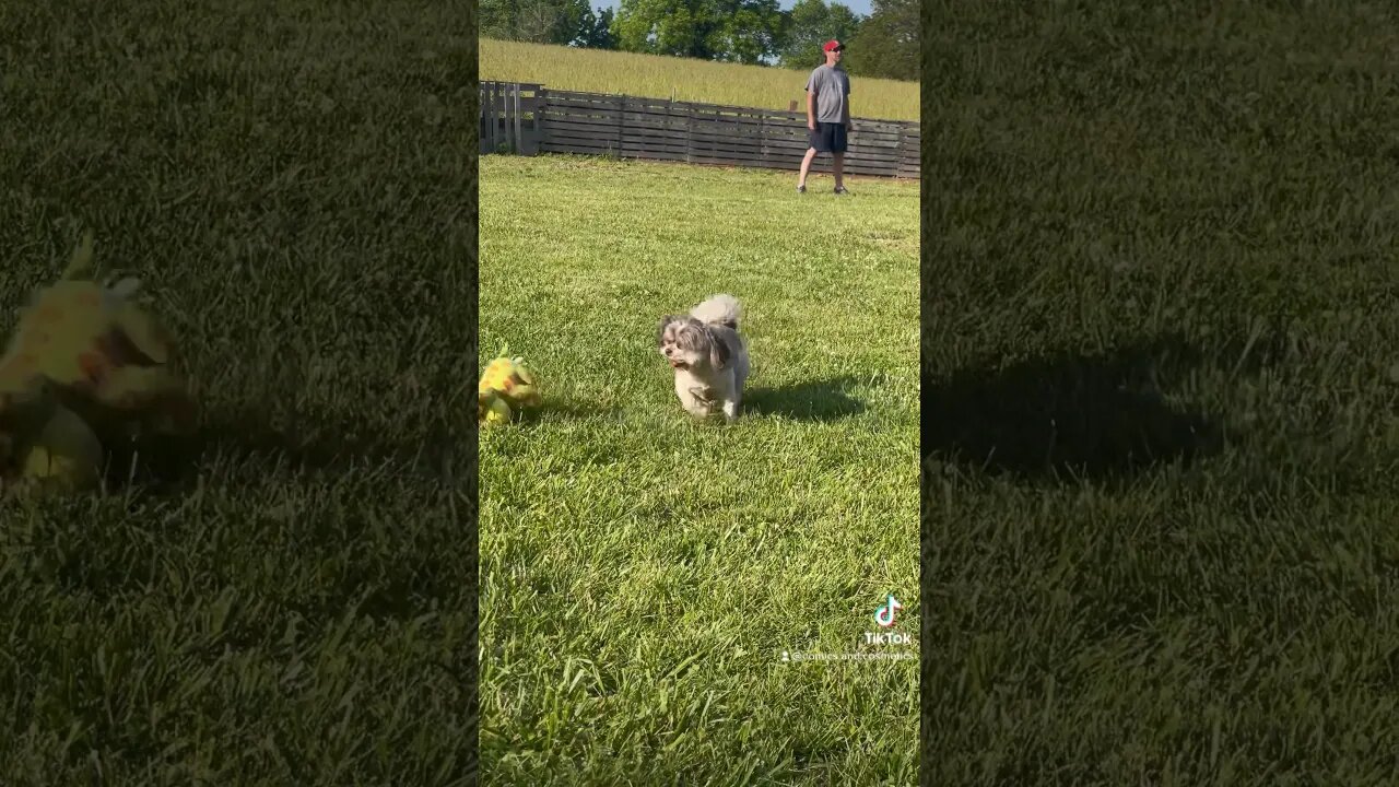 Tiny the #EwokBaby really loves #wiffleball days #dog #puppy