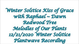 Winter Solstice Kiss of Grace with Raphael ~ Dawn Redwood Tree