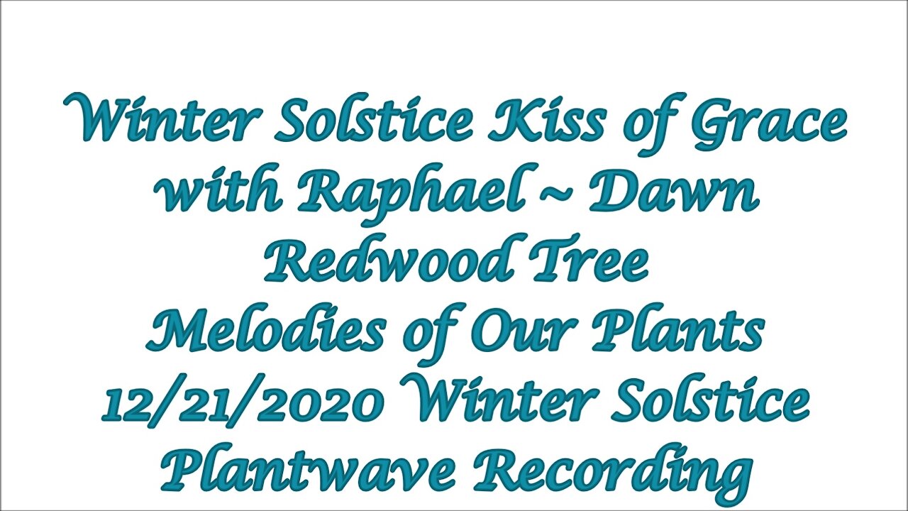 Winter Solstice Kiss of Grace with Raphael ~ Dawn Redwood Tree