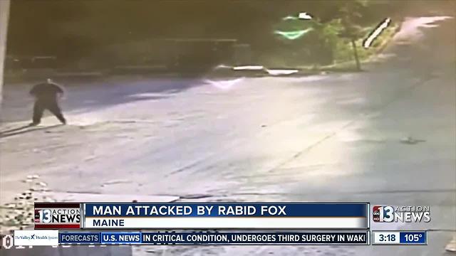 Watch man being attacked by fox in Maine
