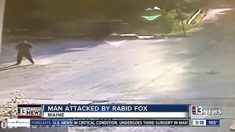 Watch man being attacked by fox in Maine