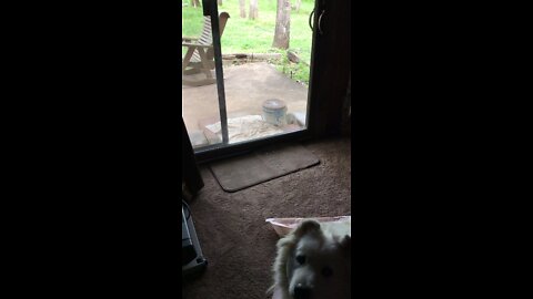 Squirrel actually opening a popcorn tin