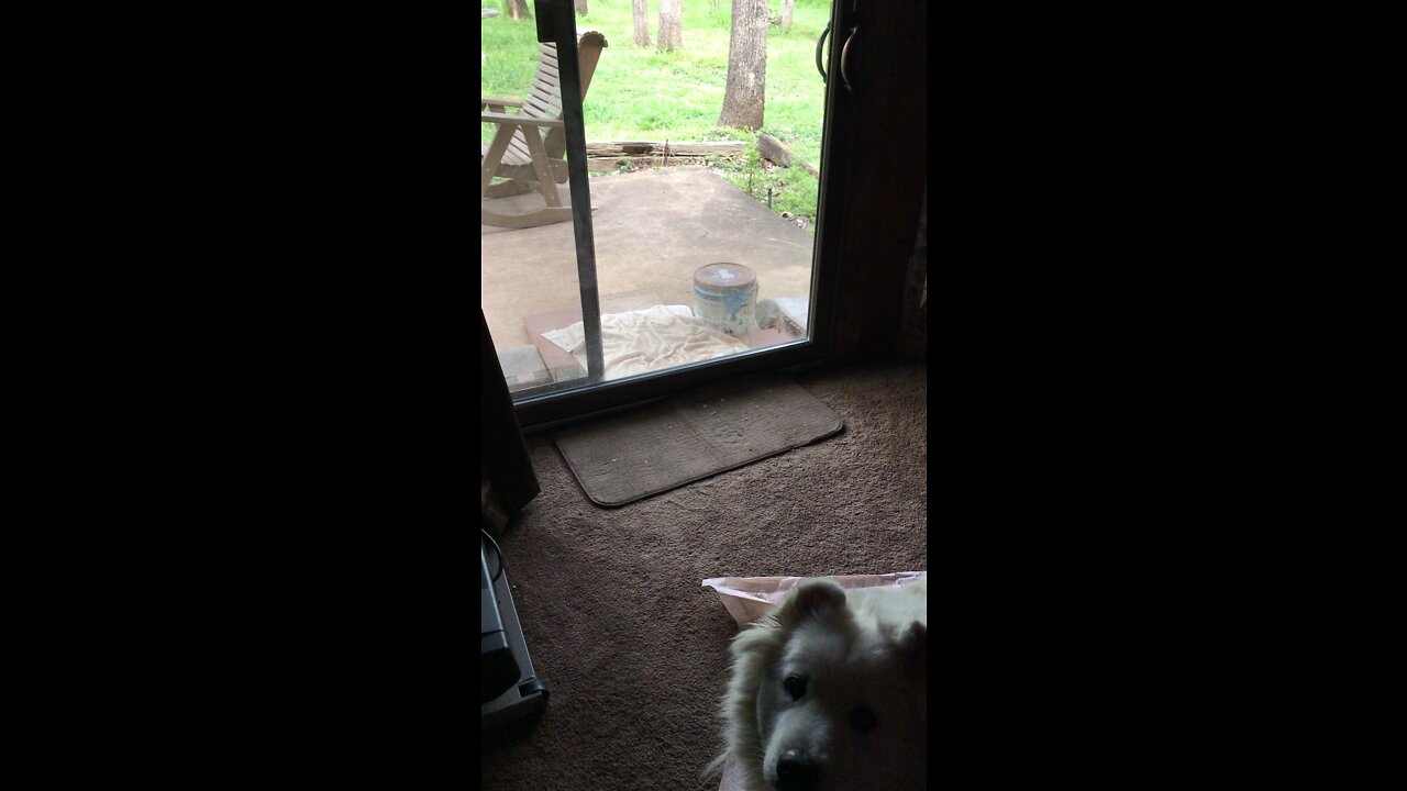 Squirrel actually opening a popcorn tin