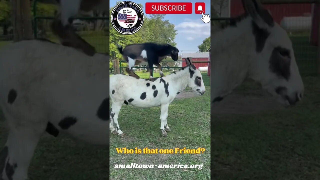 Who Is That One Friend ? Goat and Donkey #funnyanimals #farmanimals