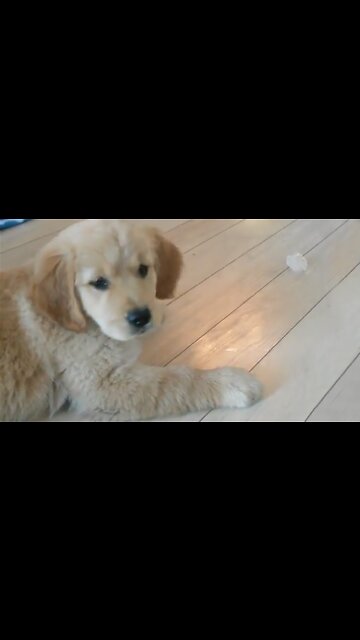 Puppy's first time seeing ice cube is simply adorable