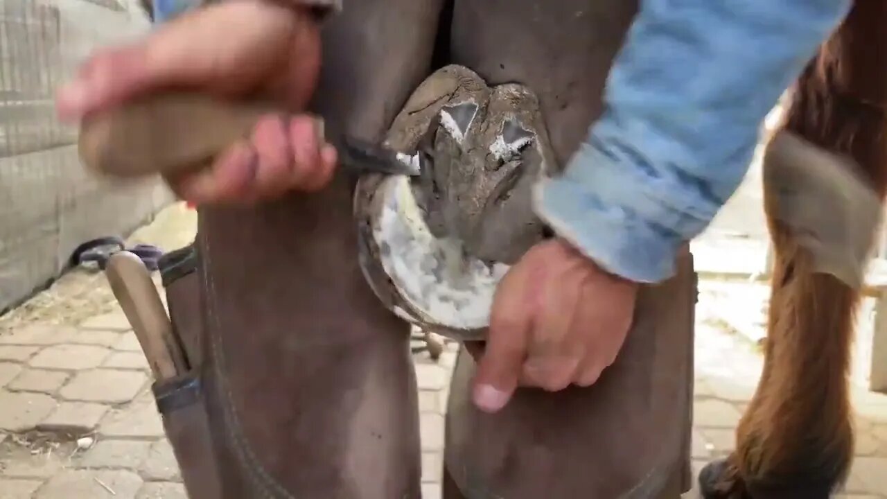 The Longest Hoof I've EVER Trimmed - Hoof Restoration - Farrier ASMR-5