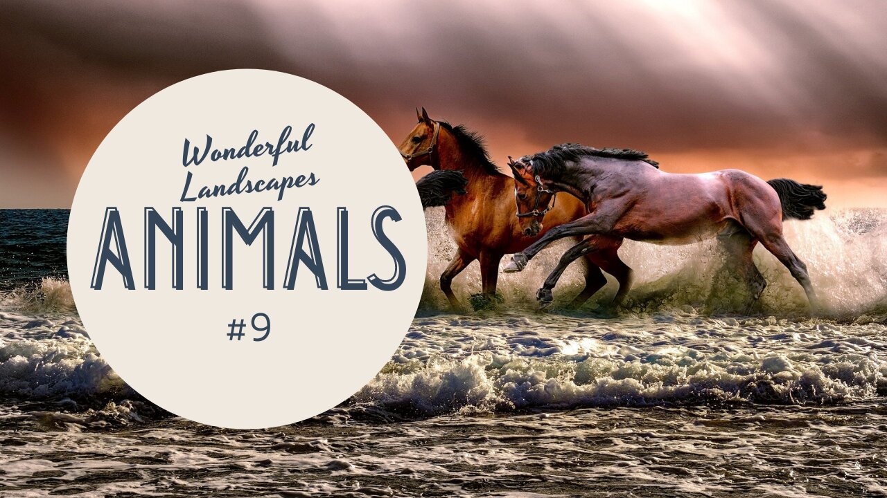 Wonderful Landescapes #9 - Animals