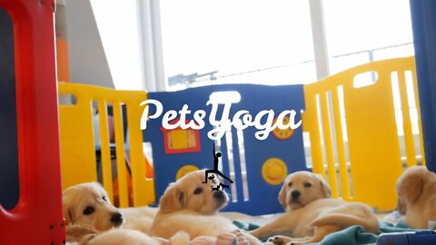 ♥♥♥Yoga with sweet Labrador Retrievers Puppies♥♥♥