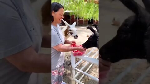Rescued Animals Eating Watermelon