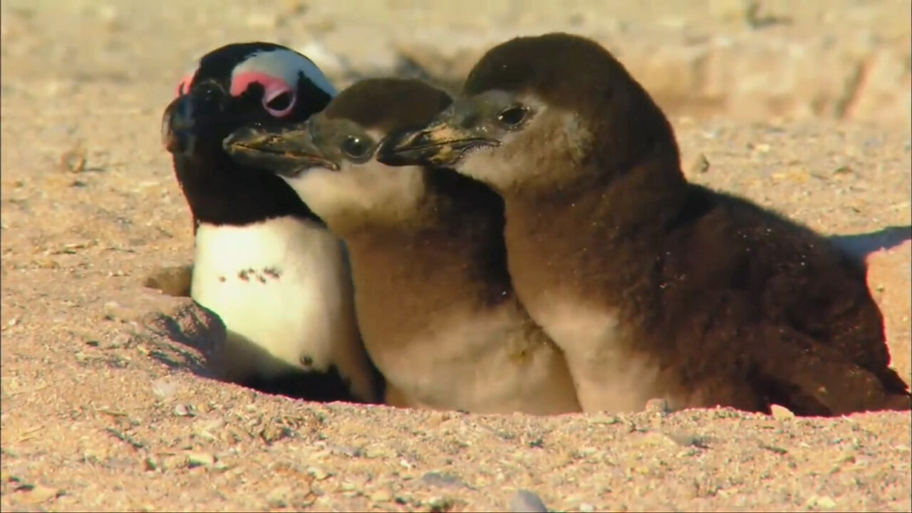 Penguins of the World for Children