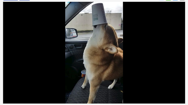 Shiba Inu Adorably Enjoys His Puppuccino