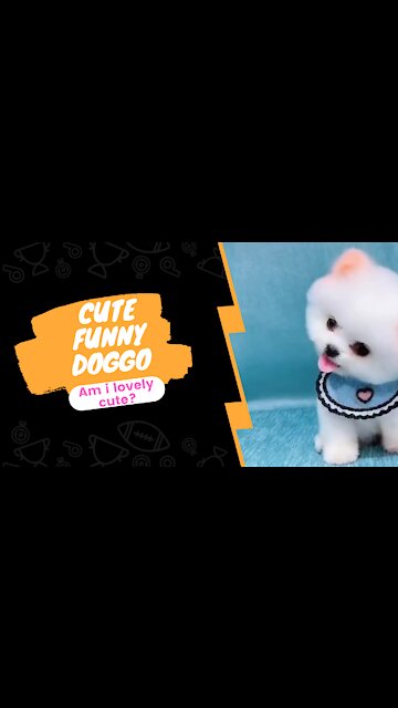 Am I lovely cute ? Am I number 1 cute dog?