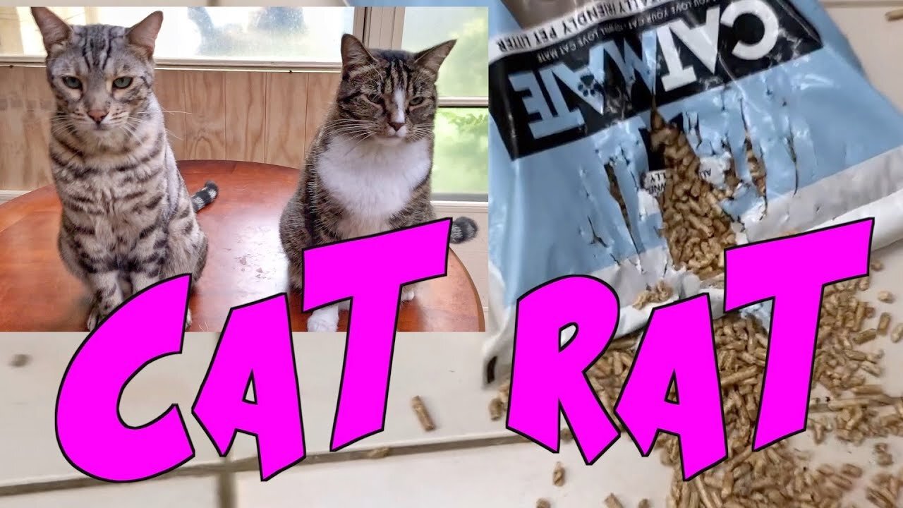 CAT RAT - THUG LIFE