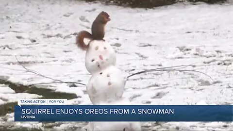 Squirrel eats Oreos