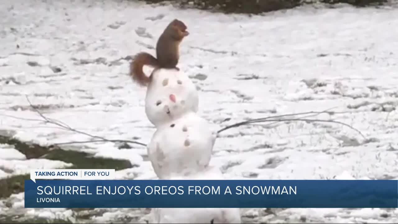 Squirrel eats Oreos