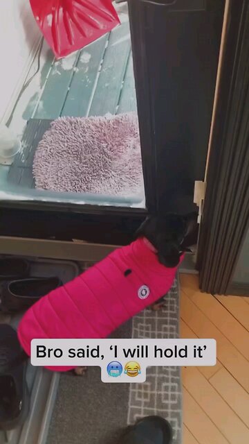 dog vs cold #dog #winter #funny