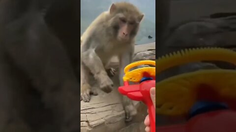 bubbles solve monkey 🐒