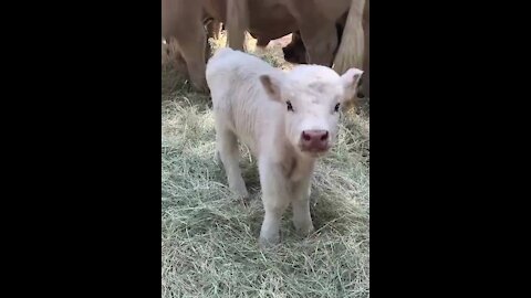 Baby cow