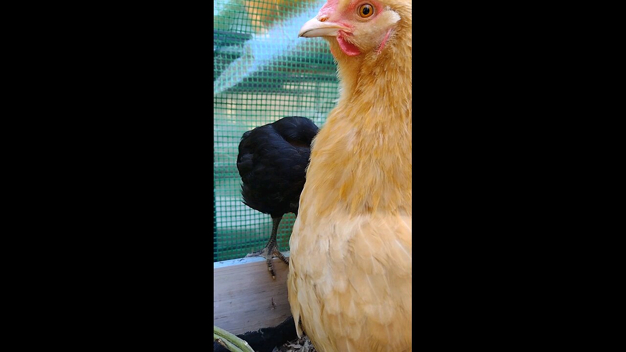 Yum, tomato leaves.