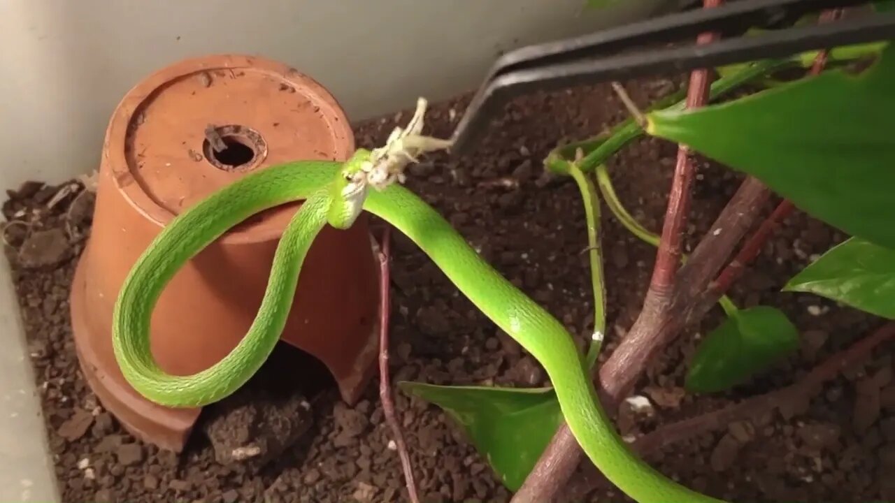 BELLE EATING A (DEAD) GRASSHOPPER (05/08/23) 🎶