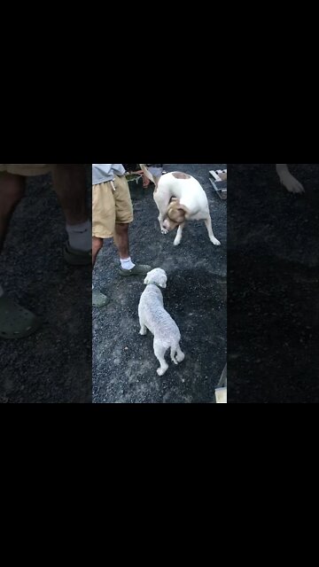 Small dog chases off large pit bull type dog!