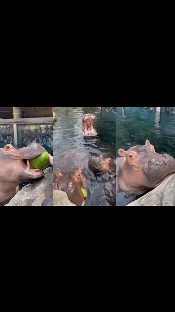 HUNGRY HIPOS!! 🦛🦛🦛