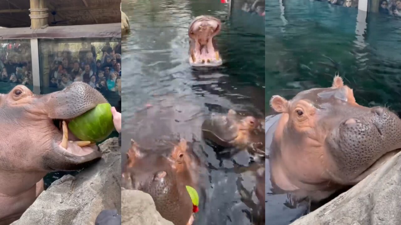 HUNGRY HIPOS!! 🦛🦛🦛