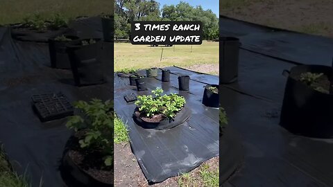 Garden update 🌽 🥔🍠🫘 #gardening #garden #gardener