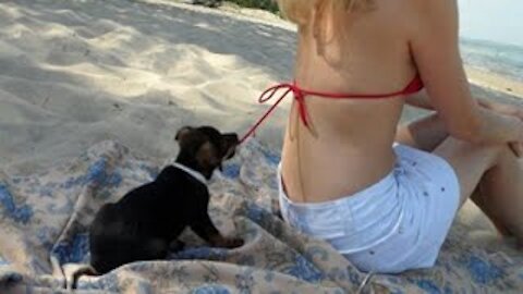 Dog pulls girls cloth, what happens next ?