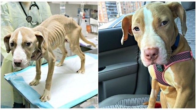 You May Get a Better Chance On Life Pit Bull Puppy Completely Transformed By Love.