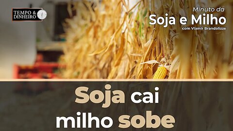 Soja cai, milho sobe em Chicago. E no Brasil ? Brandalize comenta