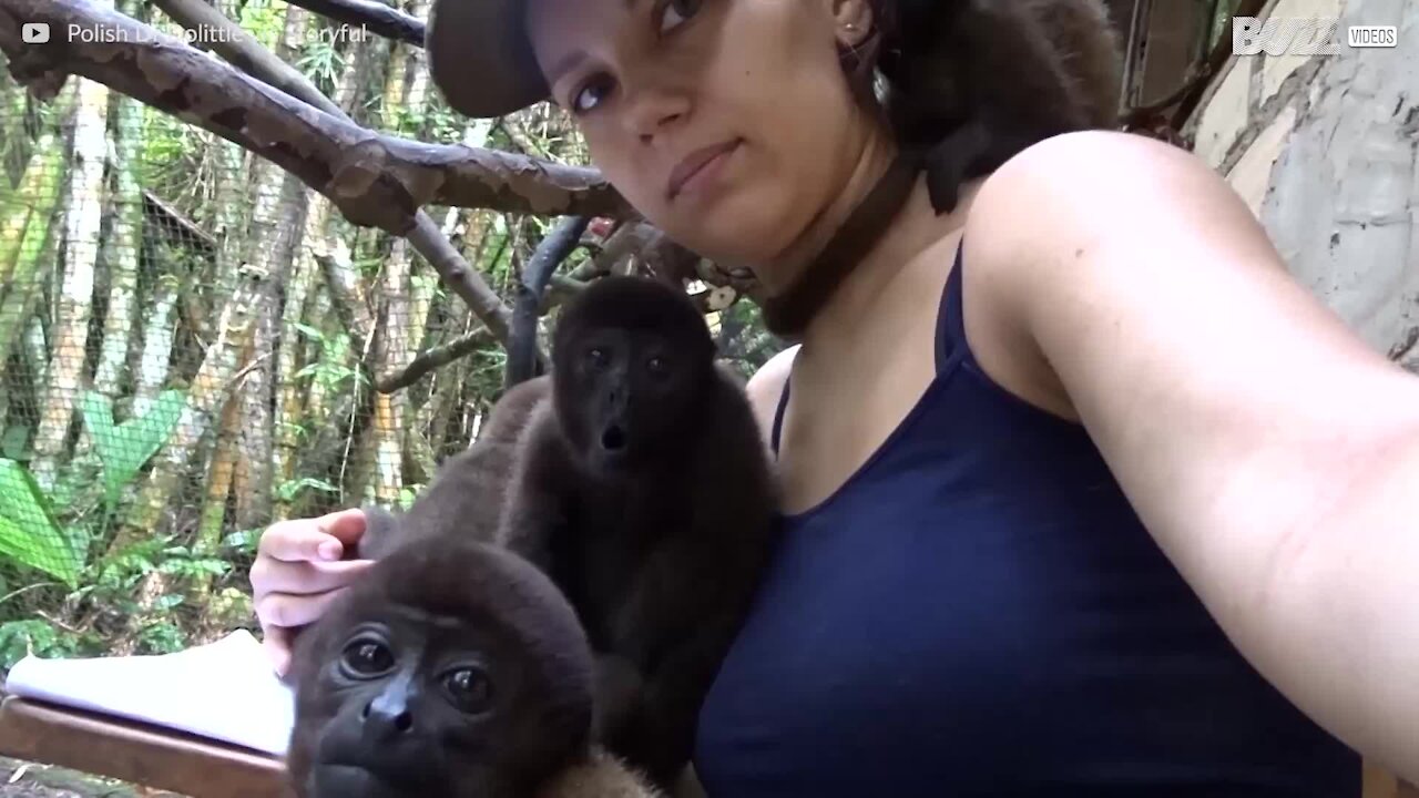 Ces singes laineux veulent faire la sieste