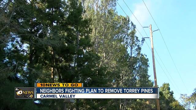 Opposition to removing trees in Torrey Pines park