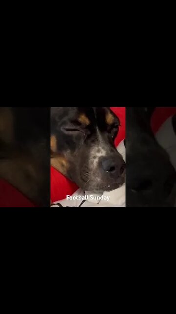 All Day NFL watching with my Dog - He's a Denver Broncos Fan - Not much to root for