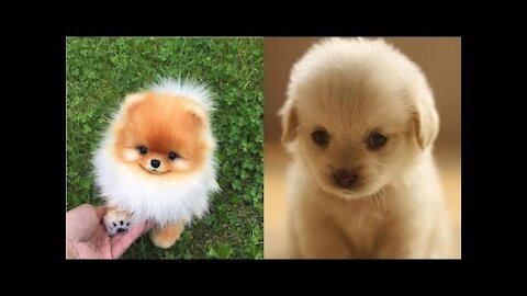 Perritos lindos -hermosos