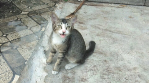 When a kitten is suffering, invite it to play