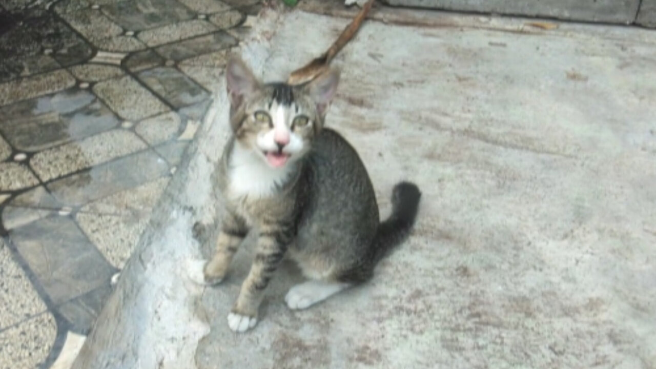 When a kitten is suffering, invite it to play