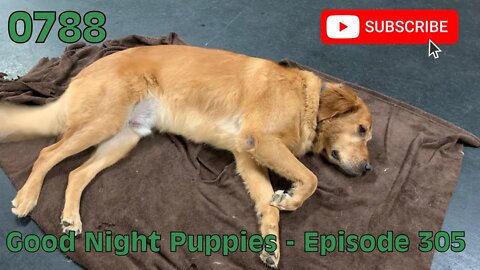 [0788] GOOD NIGHT PUPPIES - EPISODE 305 [#dogs #doggos #doggies #puppies #dogdaycare]