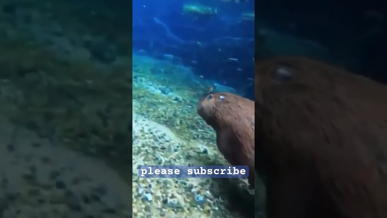 WHAT? Capybaras can DIVE? #nature