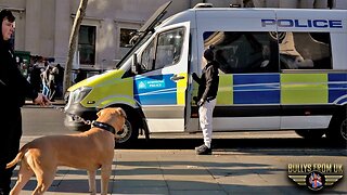 Public Reaction to 160lb XXL American Bully in Central London | Bully's From UK