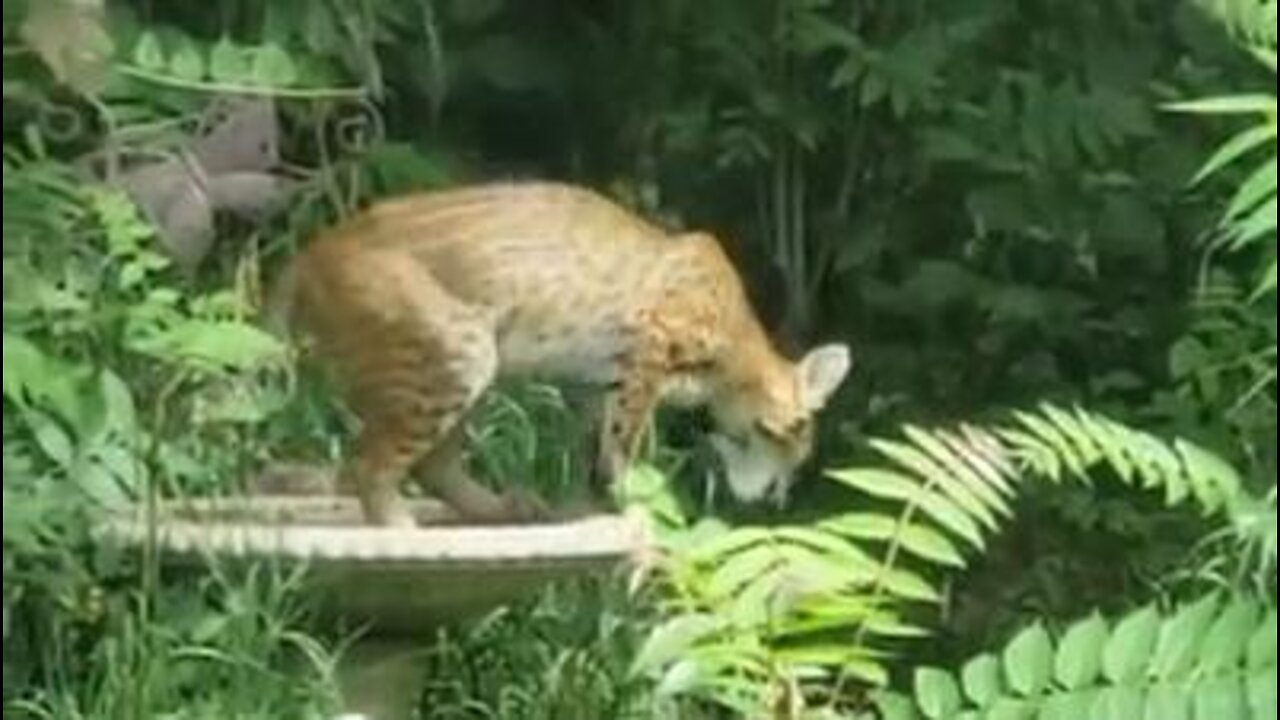 Bobcat in backyard