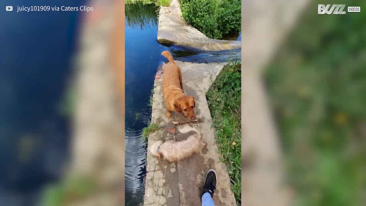 Ces adorables chiens finissent à l'eau après une belle glissade