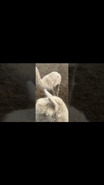 Race Relations Are Fantastic at Owen Benjamin’s Farm