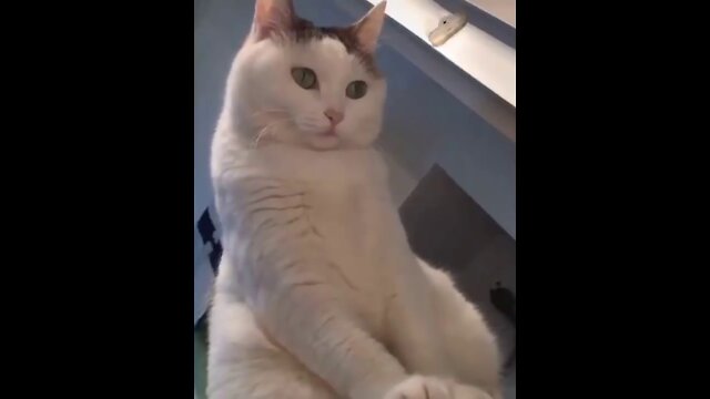 What does this cat observe so much?