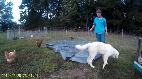 Another Day On The Homestead