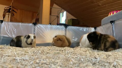 My Guinea pigs watching me watching them