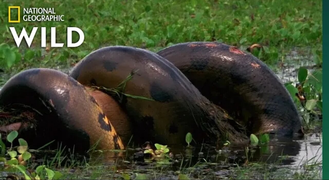 The anaconda devours huge meal. Snakes monster