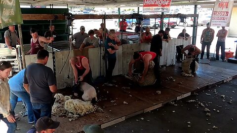 Semi-Final Rounds 2 Mike McWilliams Oregon Shearing Contest Pro Division