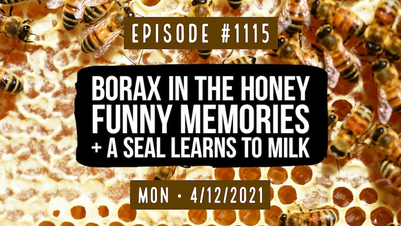 #1115 Borax In The Honey, Funny Memories, & A Seal Learns To Milk