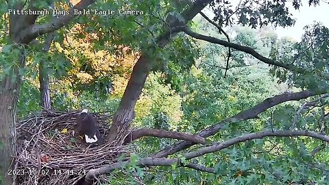 Hays Eagles M or V ? Comes in with Stick Places it on Front Rail 10.7.23. 14:42